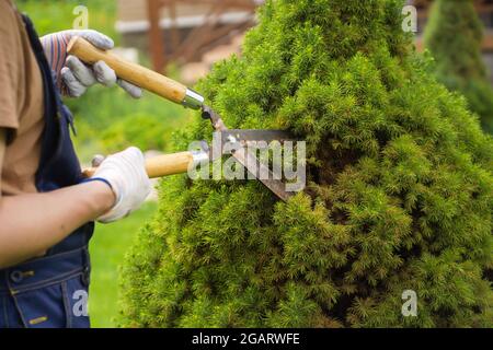 Un jardinier professionnel coupe un arbre de thuja pour une meilleure forme Banque D'Images