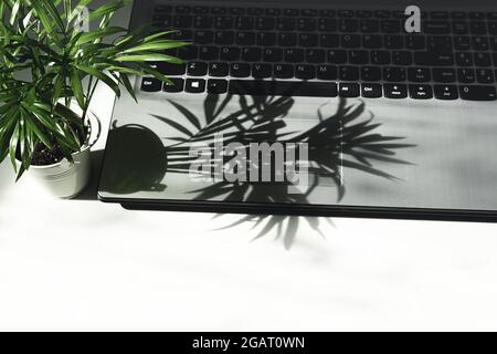 Ombre d'une mini plante de chamaedorea sur un bureau avec un ordinateur portable avec espace de copie Banque D'Images