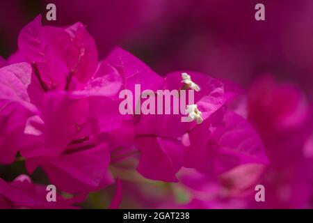 Flore de Gran Canaria - Bougainvillea glabra, introduit plante ornementale, fond naturel macro floral Banque D'Images