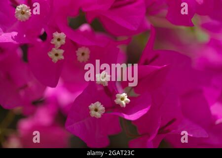 Flore de Gran Canaria - Bougainvillea glabra, introduit plante ornementale, fond naturel macro floral Banque D'Images