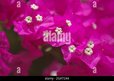 Flore de Gran Canaria - Bougainvillea glabra, introduit plante ornementale, fond naturel macro floral Banque D'Images