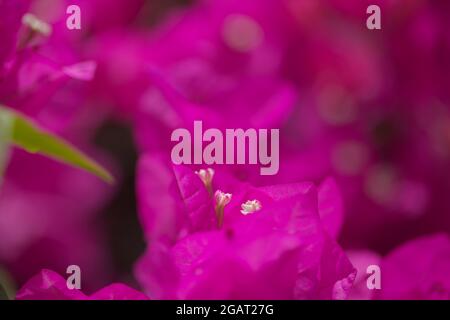 Flore de Gran Canaria - Bougainvillea glabra, introduit plante ornementale, fond naturel macro floral Banque D'Images