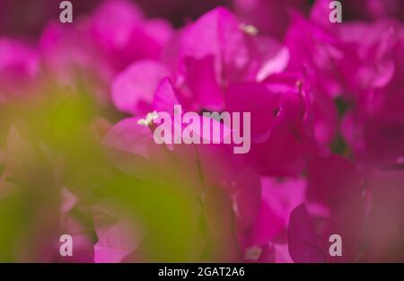 Flore de Gran Canaria - Bougainvillea glabra, introduit plante ornementale, fond naturel macro floral Banque D'Images