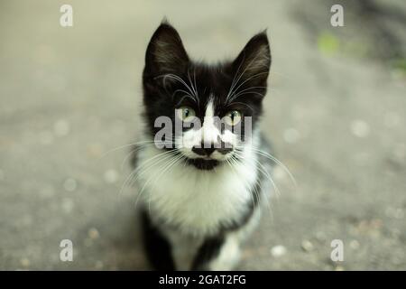 Portrait avec un chat et une moustache. Chaton drôle avec une couleur inhabituelle. La moustache noire dans la rue. Banque D'Images