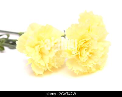 Belles fleurs de Carnation jaune pâle isolées sur fond clair Banque D'Images