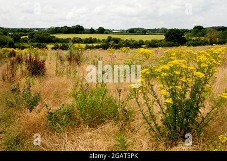 Terres agricoles, non cultivées et couvertes de mauvaises herbes, Warwickshire, Royaume-Uni Banque D'Images