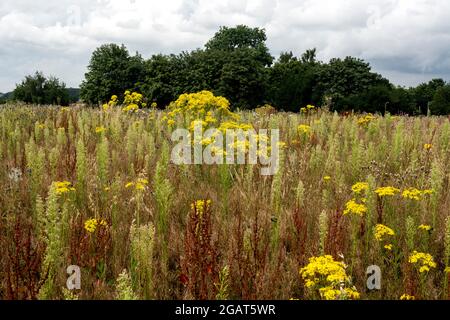 Terres agricoles, non cultivées et couvertes de mauvaises herbes, Warwickshire, Royaume-Uni Banque D'Images