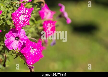 magnifiques fleurs roses au soleil sur fond vert Banque D'Images