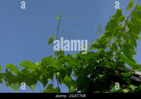 Vigne verte sans baies dans un beau temps ensoleillé sur fond bleu ciel Banque D'Images