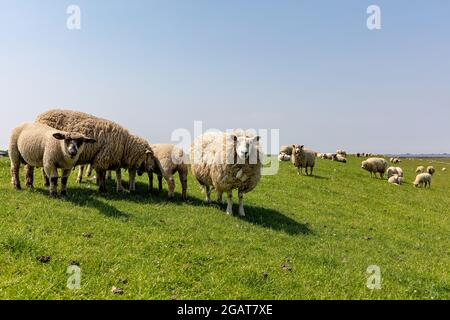 Moutons sur digue en Frise du Nord, Allemagne Banque D'Images