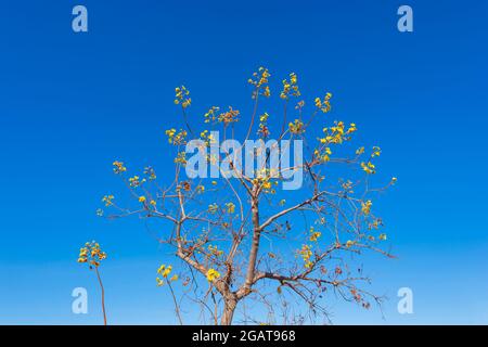 Kapok en fleur avec des fleurs jaunes sur un ciel bleu dans l'Outback, Mornington Wilderness Camp, Gibb River Road, Kimberley Region, Western Aust Banque D'Images