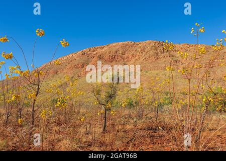 Les arbres de Kapok (Cochlospermum fraseri) en pleine floraison avec leurs fleurs jaunes dans l'Outback, Mornington Wilderness Camp, région de Kimberley, Australie occidentale Banque D'Images