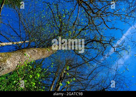 Arbre et ciel d'en bas dans les forêts bavaroises Allemagne Banque D'Images