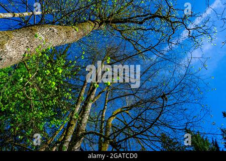 Arbre et ciel d'en bas dans les forêts bavaroises Allemagne Banque D'Images