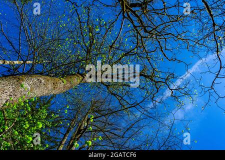 Arbre et ciel d'en bas dans les forêts bavaroises Allemagne Banque D'Images