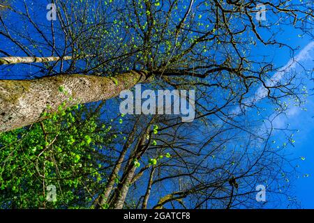 Arbre et ciel d'en bas dans les forêts bavaroises Allemagne Banque D'Images