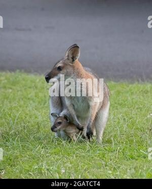 Une femelle sauvage wallaby à col rouge (Macropus rufogriseus), avec son joey (bébé) dans sa poche - Queensland Australie. Les deux regardant dans la même direction. Banque D'Images