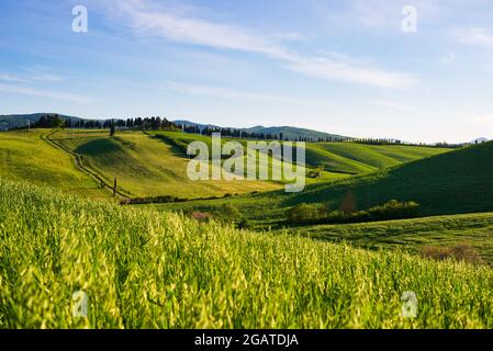 Paysage vert unique dans la vallée de Volterra, Toscane, Italie. Ciel spectaculaire et coucher de soleil sur les collines cultivées et les champs de céréales. TOS Banque D'Images