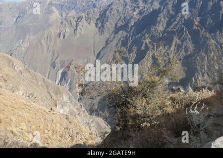 Colca Canyon au Pérou à la recherche de Condors dans la vue chaîne de vues lieu style montagnes herbe de montagne Condors nichent colline collines buissons Bush Banque D'Images