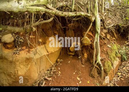 Des rochers de basalte volcanique et des racines d'arbres exposées après un glissement de terrain non consolidé causé par la pluie, dans la forêt tropicale. Queensland, Australie Banque D'Images