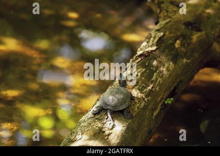 Tortue drôle dans le jardin zoologique Banque D'Images