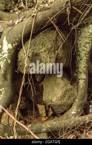 Des rochers de basalte volcanique et des racines d'arbres exposées après un glissement de terrain non consolidé causé par la pluie, dans la forêt tropicale. Queensland, Australie Banque D'Images