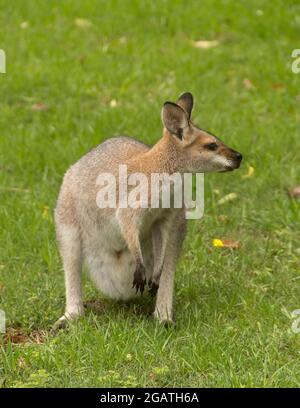 Wallaby femelle sauvage à col rouge (Macropus rufogriseus) visitant un jardin du Queensland, en Australie. Debout sur l'herbe en regardant vers sa gauche. Banque D'Images