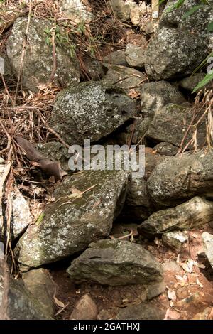 Des rochers de basalte volcanique et des racines d'arbres exposées après un glissement de terrain non consolidé causé par la pluie, dans la forêt tropicale. Queensland, Australie Banque D'Images