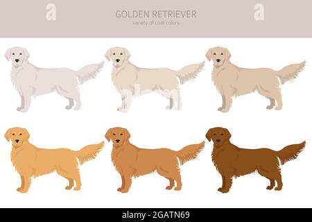 Golden Retriever chiens dans différentes poses et couleurs de pelage clipart. Illustration vectorielle Illustration de Vecteur