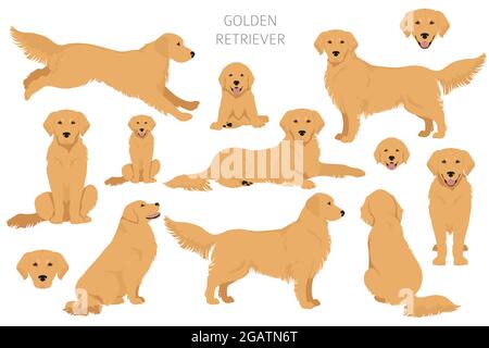 Golden Retriever chiens dans différentes poses et couleurs de pelage clipart. Illustration vectorielle Illustration de Vecteur