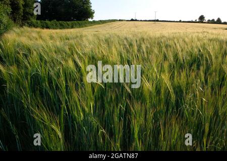 Orge d'hiver - Hordeum vulgare - culture en juillet dans un champ agricole de Herefordshire, Angleterre, Royaume-Uni Banque D'Images