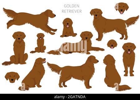 Golden Retriever chiens dans différentes poses et couleurs de pelage clipart. Illustration vectorielle Illustration de Vecteur