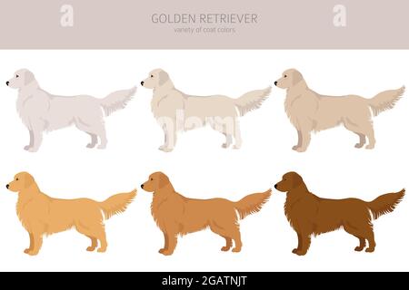 Golden Retriever chiens dans différentes poses et couleurs de pelage clipart. Illustration vectorielle Illustration de Vecteur