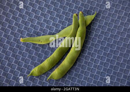 Haricots nains, variété Hestia Banque D'Images