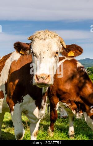 groupe de vaches montbeliard dans le pâturage Banque D'Images