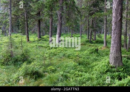 Conifères dans une forêt verte dans les montagnes, Autriche Banque D'Images