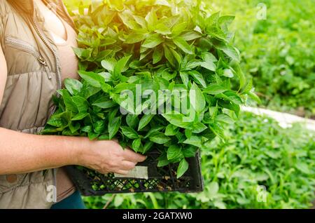 Le fermier tient dans ses mains une boîte avec des semis de poivre frais. Plantation de légumes dans le champ. Agriculture et agriculture. Comptabilité. Sélectif Banque D'Images