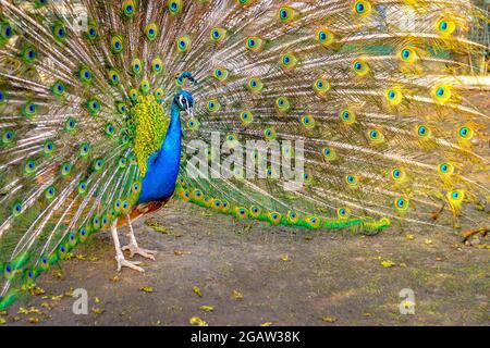 Le paon ouvrit une queue multicolore comme un ventilateur, en gros plan. Beau plumage de paon mâle en saison d'accouplement. Banque D'Images