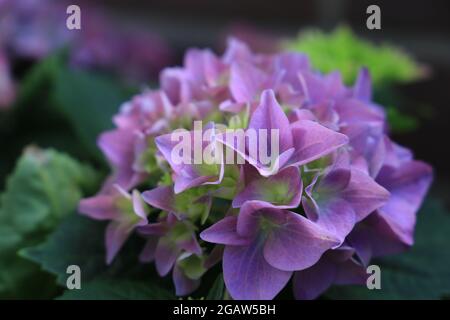 superbes hortensias multicolores fleuris en gros plan rose et violet un jardin Banque D'Images