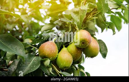 De belles poires vertes mûres poussent dans le jardin. Fruits sur l'arbre après la pluie. Des fruits sains et naturels. Mise au point sélective. Banque D'Images