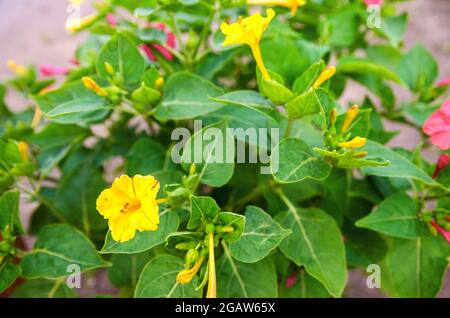 De belles fleurs jaune et rose mirabilis jalapa poussent dans le jardin par une journée ensoleillée. Papier peint naturel. Magnifique arrière-plan. Mise au point sélective Banque D'Images