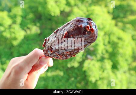 Gros plan une barre de crème glacée trempée au chocolat Melting en main avec un feuillage vert flou en arrière-plan Banque D'Images