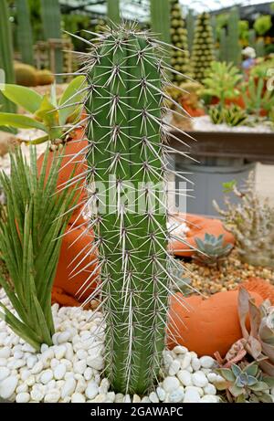 Gros plan de l'usine de cactus de Cereus avec diverses plantes succulentes en arrière-plan Banque D'Images