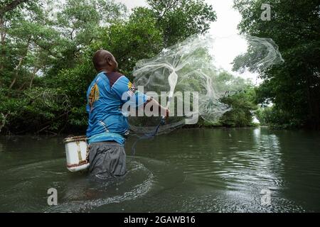 BADUNG, DEC 9 2020: Un pêcheur sème des filets dans une forêt de mangroves pour attraper des poissons. Il pêche en eau peu profonde Banque D'Images