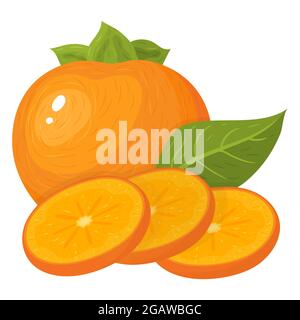 Des tranches entières et coupées de fruits persimmon frais isolés sur fond blanc. Fruits d'été pour un style de vie sain. Fruits biologiques. Style de dessin animé. Vecteur il Illustration de Vecteur