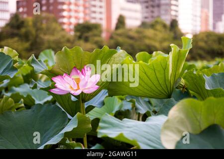 Fleurs de Lotus dans l'étang Shinobazu, parc Ueno, Tokyo, Japon Banque D'Images