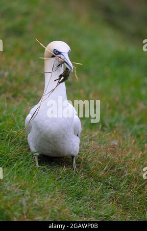 Un Gannet du Nord adulte (Morus bassanus) sur le sommet de la falaise avec du matériel de nidification dans la réserve RSPB de Bempton Cliffs, dans l'est du Yorkshire Banque D'Images