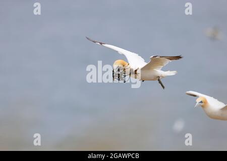 Un adulte du Northern Gannet (Morus bassanus) en vol transportant du matériel de nid dans la seule colonie anglaise de la réserve RSPB de Bempton Cliffs, dans le Yorkshire de l'est Banque D'Images