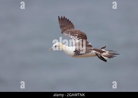 Un Gannet du Nord immature (Morus bassanus) (troisième été) en vol à la réserve RSPB de Bempton Cliffs, East Yorkshire, Royaume-Uni Banque D'Images