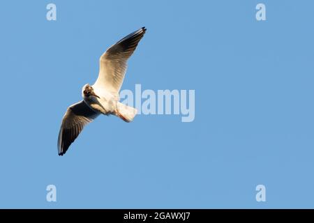 Tête de mouette noire (« aigle ») en vol contre le ciel bleu en regardant vers l'arrière Banque D'Images